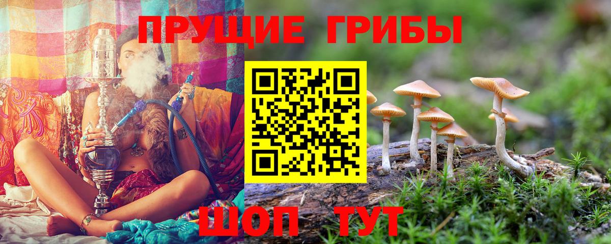 Псилоцибиновые грибы мицелий  Вход с VPN  Балтийск 